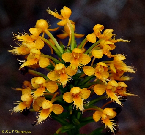 {Platanthera cristata}